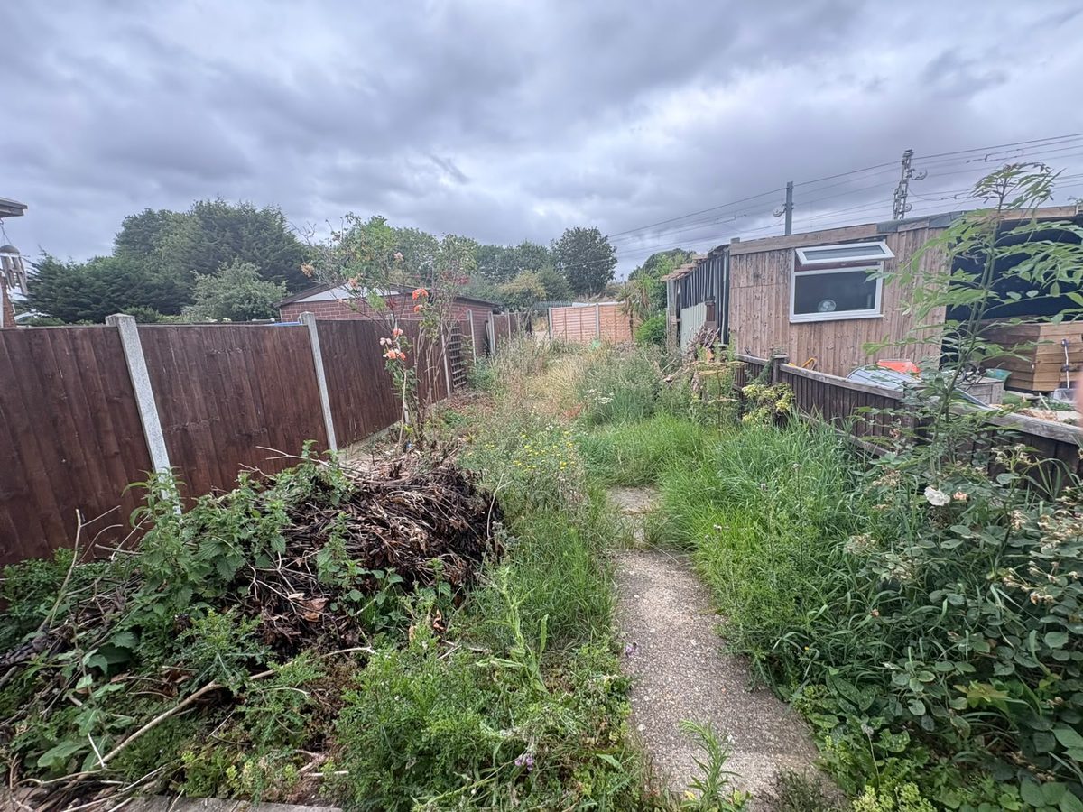 Overgrown garden before clearance
