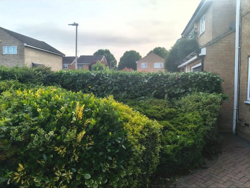 The same hedges trimmed and shaped
