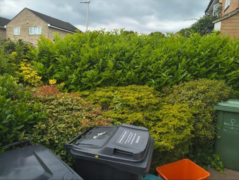 Overgrown front garden hedges