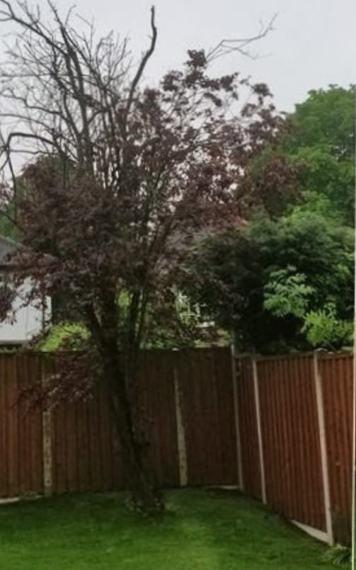 Tree standing in a back garden